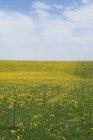 Німеччина, Баварія, Allgaeu, луг квітучій кульбаби — стокове фото