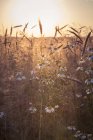 False chamomiles and rye field against the evening sun — Stock Photo