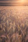 Barley field against the evening sun — Stock Photo