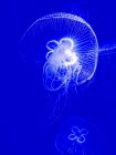 Mondquallen, Aurelia aurita, in Gefangenschaft — Stockfoto
