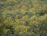 Oman, Palmenrille in Oase in Jebel Shams Bereich von oben — Stockfoto