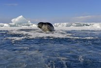 Baikal seal on frozen lake at daylight, Lake Baikal, Russia — Stock Photo