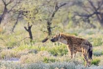 Namibia, Parque Nacional Etosha, vio hiena de pie en la naturaleza - foto de stock