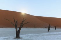 Намібія, Namib Naukluft, Наміб, мертві acacias на глини каструлі — стокове фото