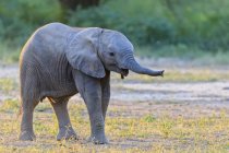 Африка, Зімбабве, Мана басейни, Національний парк, дитина слон ходьба в дикій природі — стокове фото