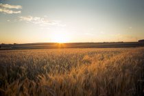 Barley field against the evening sun — Stock Photo