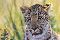Retrato de leopardo vista de perto — Fotografia de Stock