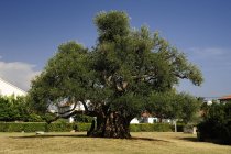 Croatia, Kastela, Kastel Novi, 1500 years old olive tree — Stock Photo