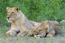 Зімбабве, Urungwe район, Мана басейни Національний парк, два втомився молодими левиці в природному середовищі існування — стокове фото