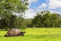 Equador, Ilhas Galápagos, Tartarugas de Galápagos em um prado — Fotografia de Stock