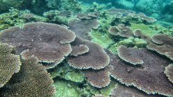 Vista panorâmica do recife de coral durante o dia, Ilha Tioman, Mar da China Meridional, Malásia — Fotografia de Stock