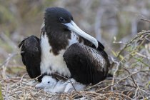 Tagsüber Blick auf herrliche Fregattvögel mit Jungvogel im Nest — Stockfoto