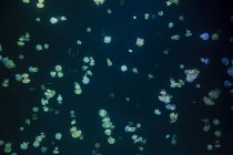 Aquarium mit Quallenschwärmen, dunkler Hintergrund — Stockfoto