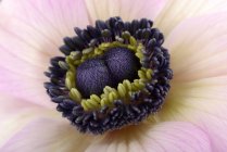 Détail de l'anémone, Ranunculaceae, cadre complet — Photo de stock