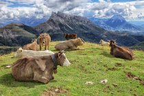 España, Huesca, Ganado en pastos en el valle superior de Anisclo - foto de stock