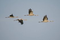 Quatro guindastes voadores no ar — Fotografia de Stock