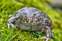 Spanische Spadefoot-Kröte auf Gras — Stockfoto