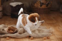 Kooikerhondje cucciolo giocare con le noci su sacco in fienile — Foto stock