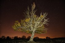 Испания, Природный парк Урбаса-Андия, Три под звездным небом ночью — стоковое фото