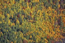 Veduta aerea della foresta di conifere in autunno alla luce del giorno, Parco Nazionale di Ordesa, Spagna
. — Foto stock