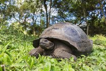 Vista diurna della tartaruga delle Galapagos sulle piante verdi — Foto stock