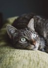 Tabby cat lying on top of couch and looking up — Stock Photo