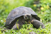 Vista frontale diurna di mangiare tartaruga Galapagos — Foto stock