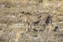 Botswana, Delta dell'Okavango, caccia al ghepardo — Foto stock