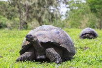 Ecuador, Isole Galapagos, Tartarughe delle Galapagos su un prato — Foto stock