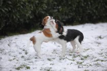 Cavalier King Charles Spaniel e Kooikerhondje cuccioli che giocano sul prato innevato — Foto stock