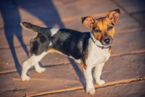 Jack Russell Terrier looking at camera outdoors — Stock Photo