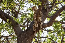 Cheetah deitado em galhos de árvores durante o dia, Okavango Delta, Botswana — Fotografia de Stock