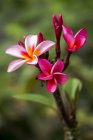 Mauritius, rosa Frangipani-Blüte — Stockfoto