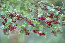 Gros plan des baies d'aubépine rouge, Crataegus monogyma — Photo de stock