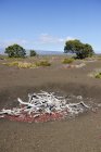 EUA, Havaí, Ilha Grande, Parque Nacional dos Vulcões, árvores mortas na cratera Kilauea Iki — Fotografia de Stock