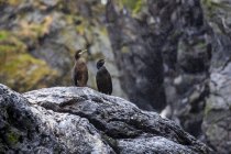 Norway, Island Runde, two birds in rain — Stock Photo