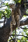 Днем Гепард лежит на ветвях деревьев, дельта Окаванго, Ботсвана — стоковое фото