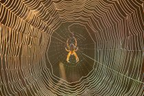 Spider sitting in the ceter of its web, in sunlight — Stock Photo
