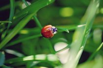 Mariquita posándose en la hoja de hierba - foto de stock