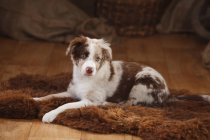 Chiot berger australien couché sur peau de mouton dans la grange — Photo de stock