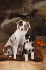 Australian Shepherd cane femminile e cucciolo seduto sulla pelle di pecora nel fienile — Foto stock