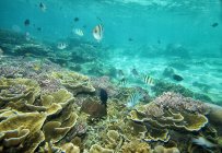 Vista panorámica del arrecife de coral durante el día, Isla Tioman, Mar del Sur de China, Malasia - foto de stock