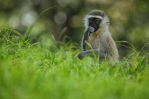 Uganda, Bwindi Impenetrable National Park, Bwindi Impenetrable Forest, monkey in grass — Stock Photo