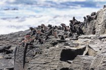Ecuador, Isole Galapagos, Espanola, Punta Suarez, iguane marine, Amblyrhynchus cristatus, seduto sulla roccia — Foto stock