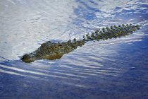Primo piano di nuoto coccodrillo del Nilo di giorno, Parco Nazionale di Etosha, Namibia — Foto stock