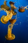 Канада, Ванкувер акваріум, ліловий жало медузи — стокове фото