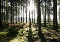 Alemanha, floresta em luz de fundo — Fotografia de Stock