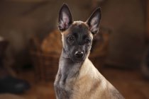 Close-up do filhote de cachorro belga Malinois olhando para os lados — Fotografia de Stock