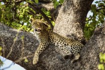 Guepardo acostado en ramas de árboles durante el día, Delta del Okavango, Botsuana - foto de stock