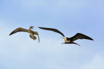 Voando grande frigatebird e Nazca booby briga — Fotografia de Stock